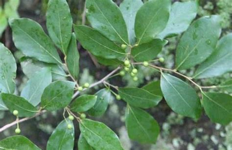 山辛|山胡椒（樟科山胡椒属植物）